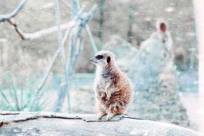 one animal