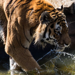 Close-up of tiger drinking water