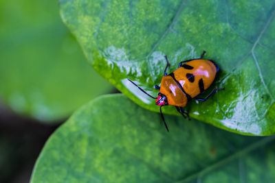 Close-up of insect on leaf