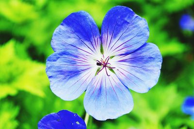 Close-up of purple flowers blooming