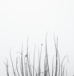 Low angle view of trees against clear sky