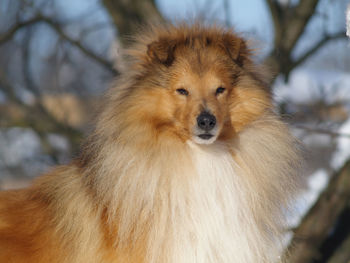 Close-up of a dog looking away