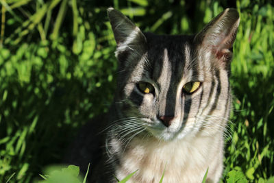 Close-up portrait of a cat