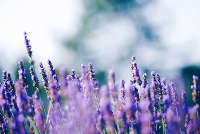 Close-up of purple flowers blooming in field