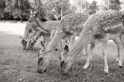 Deer eating grass on field