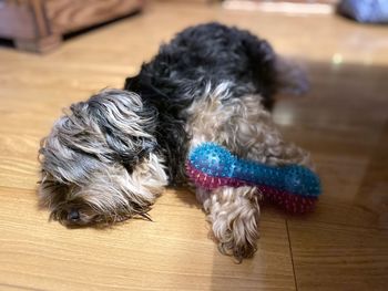 Close-up of dog relaxing on hardwood floor