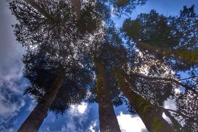 Low angle view of trees against sky