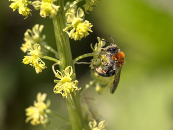 Close-up of honey bee pollinating on flower