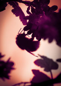 Close-up of flower tree against sky