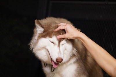 Close-up of hand holding dog