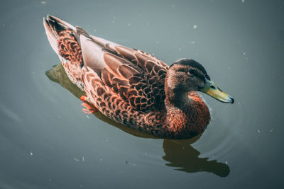 Duck swimming in a lake