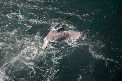 High angle view of seagull flying over sea