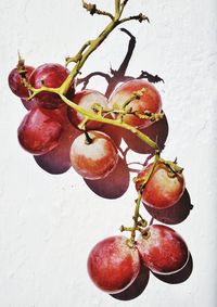 Close-up of fruits hanging on tree