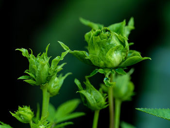Close-up of plant