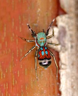 Close-up of spider