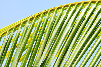Low angle view of palm leaves against clear sky during sunny day