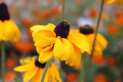 Close-up of yellow flower blooming outdoors