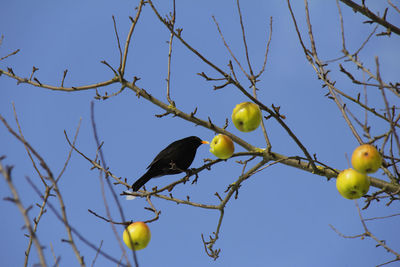 Low angle view of bird on tree against sky