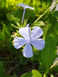 Close-up of white flowering plant