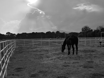 Horse grazing on field against sky