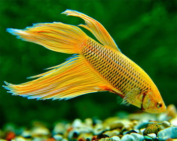 Close-up of fish underwater