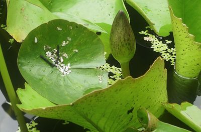 High angle view of lotus water lily in lake