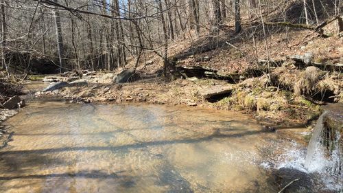 Stream flowing through forest
