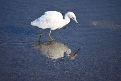 Heron in shallow water at lake