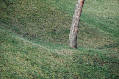 View of tree on field