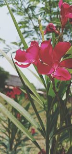 Close-up of red flowering plant