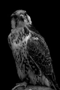 Close-up of eagle against black background