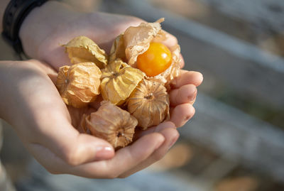 Close-up of hand holding gooseberry 