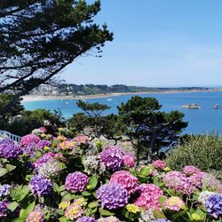 Pink flowering plants by sea against sky