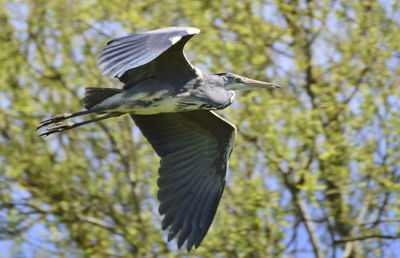 Low angle view of birds in flight