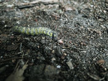 High angle view of caterpillar on land
