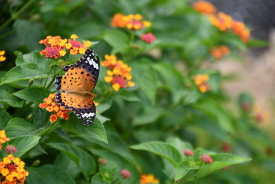 Butterfly pollinating on flower