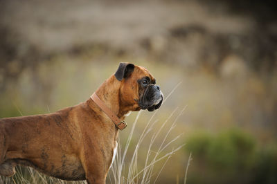 Side view of dog looking away