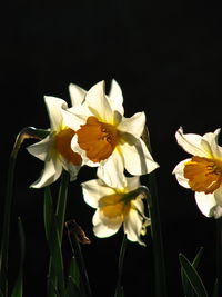 Close-up of yellow daffodil flowers against black background