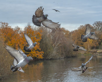 Birds flying over lake
