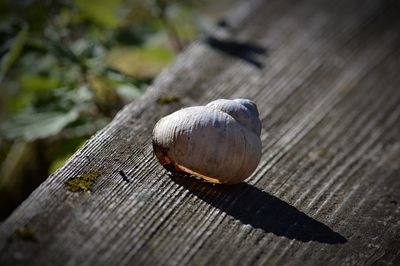 Close-up of snail on wood