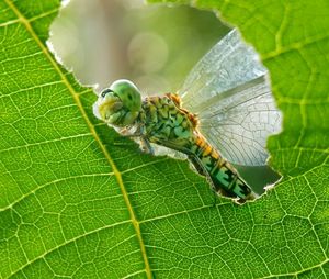 Close-up of insect on leaf