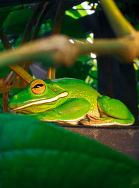 Close-up of frog on leaf