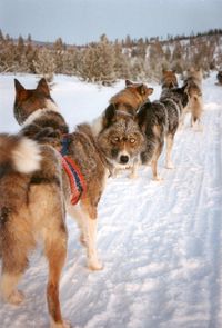 Short stop for sled dogs in beautiful wintry landscape of finnish lapland