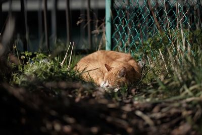 Ginger cat sleeping on field by fence