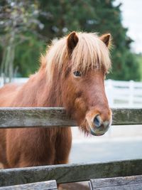 Horse in a farm