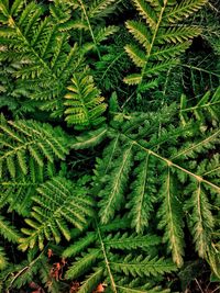 High angle view of fern leaves on tree