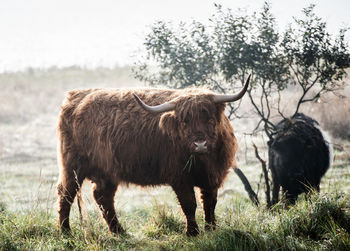 Highland cattle grazing on field