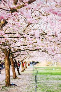 Pink cherry blossoms in park