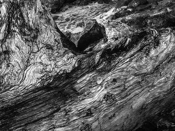 Close-up of tree trunk