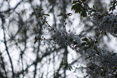 Low angle view of cherry blossom on tree